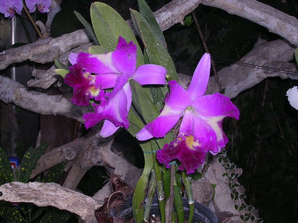 Orchidea - Orchid